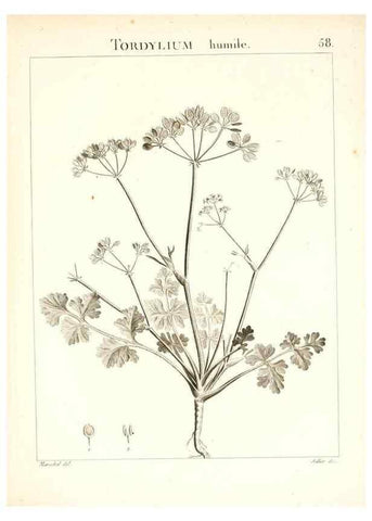Reproducción/Reproduction 7455974614: Flora Atlantica, sive, Historia plantarum quae in Atlante, agro Tunetano et Algeriensi crescunt /. Parisiis :Apud Blanchon,1800.