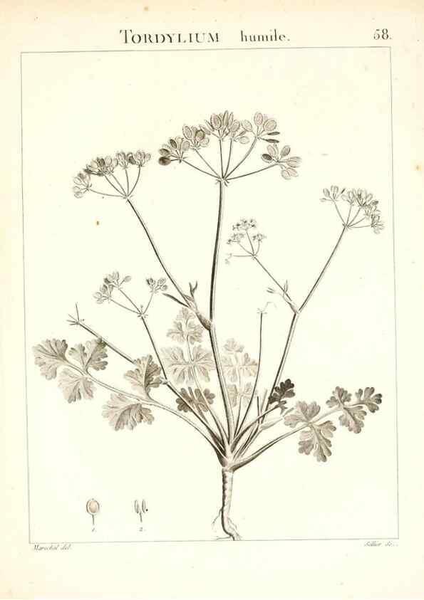 Reproducción/Reproduction 7455974614: Flora Atlantica, sive, Historia plantarum quae in Atlante, agro Tunetano et Algeriensi crescunt /. Parisiis :Apud Blanchon,1800.