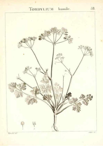 Reproducción/Reproduction 7455974614: Flora Atlantica, sive, Historia plantarum quae in Atlante, agro Tunetano et Algeriensi crescunt /. Parisiis :Apud Blanchon,1800.