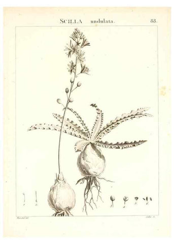 Reproducción/Reproduction 7456004784: Flora Atlantica, sive, Historia plantarum quae in Atlante, agro Tunetano et Algeriensi crescunt /. Parisiis :Apud Blanchon,1800.