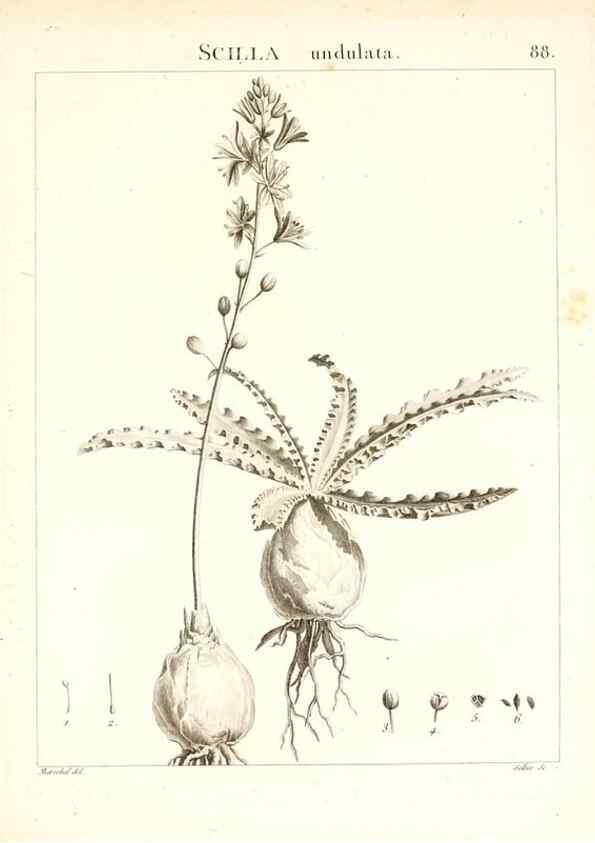 Reproducción/Reproduction 7456004784: Flora Atlantica, sive, Historia plantarum quae in Atlante, agro Tunetano et Algeriensi crescunt /. Parisiis :Apud Blanchon,1800.