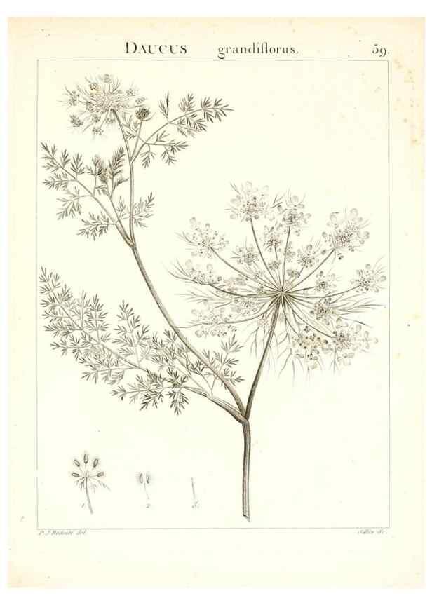 Reproducción/Reproduction 7455975734: Flora Atlantica, sive, Historia plantarum quae in Atlante, agro Tunetano et Algeriensi crescunt /. Parisiis :Apud Blanchon,1800.