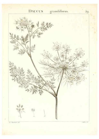 Reproducción/Reproduction 7455975734: Flora Atlantica, sive, Historia plantarum quae in Atlante, agro Tunetano et Algeriensi crescunt /. Parisiis :Apud Blanchon,1800.