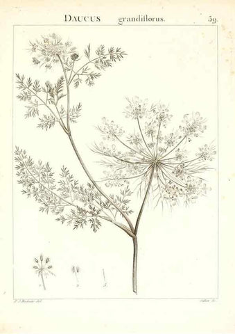 Reproducción/Reproduction 7455975734: Flora Atlantica, sive, Historia plantarum quae in Atlante, agro Tunetano et Algeriensi crescunt /. Parisiis :Apud Blanchon,1800.