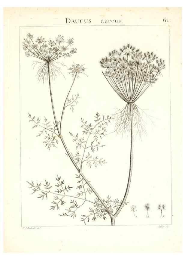 Reproducción/Reproduction 7455977496: Flora Atlantica, sive, Historia plantarum quae in Atlante, agro Tunetano et Algeriensi crescunt /. Parisiis :Apud Blanchon,1800.