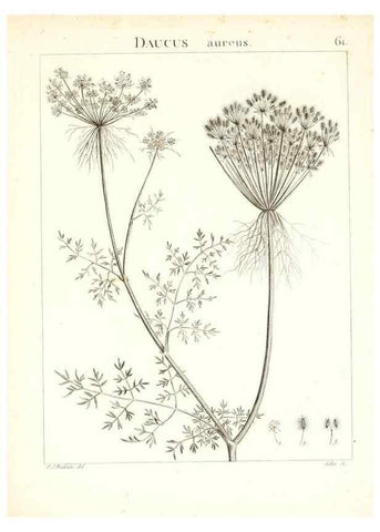 Reproducción/Reproduction 7455977496: Flora Atlantica, sive, Historia plantarum quae in Atlante, agro Tunetano et Algeriensi crescunt /. Parisiis :Apud Blanchon,1800.
