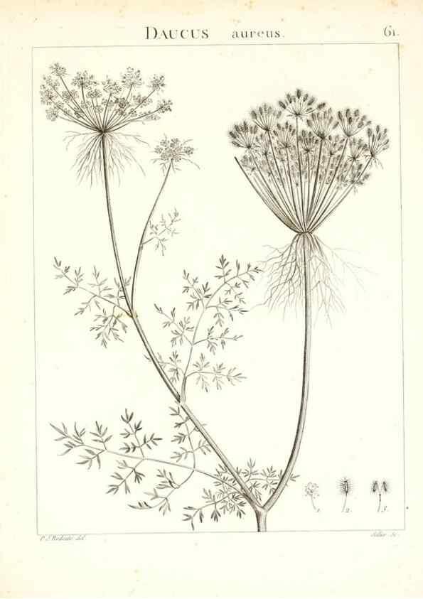 Reproducción/Reproduction 7455977496: Flora Atlantica, sive, Historia plantarum quae in Atlante, agro Tunetano et Algeriensi crescunt /. Parisiis :Apud Blanchon,1800.
