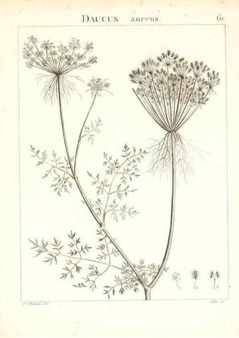 Reproducción/Reproduction 7455977496: Flora Atlantica, sive, Historia plantarum quae in Atlante, agro Tunetano et Algeriensi crescunt /. Parisiis :Apud Blanchon,1800.