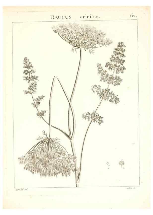 Reproducción/Reproduction 7455978444: Flora Atlantica, sive, Historia plantarum quae in Atlante, agro Tunetano et Algeriensi crescunt /. Parisiis :Apud Blanchon,1800.