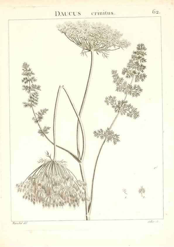 Reproducción/Reproduction 7455978444: Flora Atlantica, sive, Historia plantarum quae in Atlante, agro Tunetano et Algeriensi crescunt /. Parisiis :Apud Blanchon,1800.