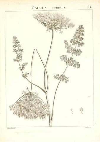Reproducción/Reproduction 7455978444: Flora Atlantica, sive, Historia plantarum quae in Atlante, agro Tunetano et Algeriensi crescunt /. Parisiis :Apud Blanchon,1800.