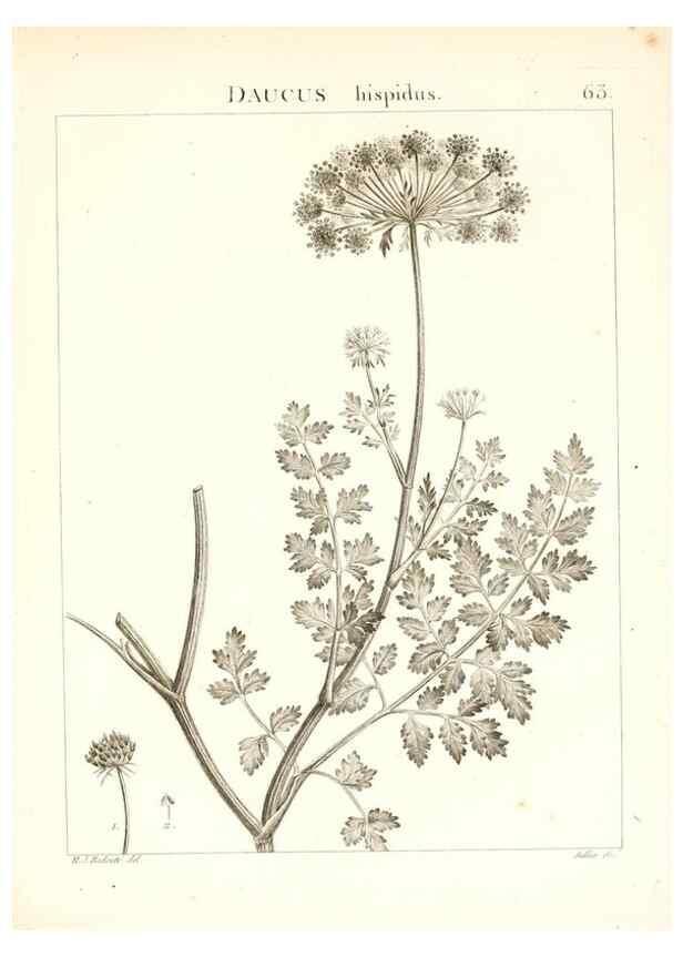 Reproducción/Reproduction 7455979212: Flora Atlantica, sive, Historia plantarum quae in Atlante, agro Tunetano et Algeriensi crescunt /. Parisiis :Apud Blanchon,1800.