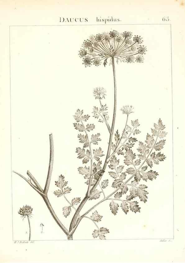 Reproducción/Reproduction 7455979212: Flora Atlantica, sive, Historia plantarum quae in Atlante, agro Tunetano et Algeriensi crescunt /. Parisiis :Apud Blanchon,1800.