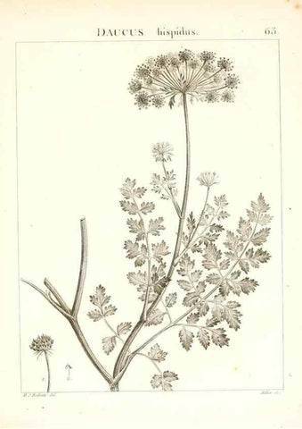Reproducción/Reproduction 7455979212: Flora Atlantica, sive, Historia plantarum quae in Atlante, agro Tunetano et Algeriensi crescunt /. Parisiis :Apud Blanchon,1800.