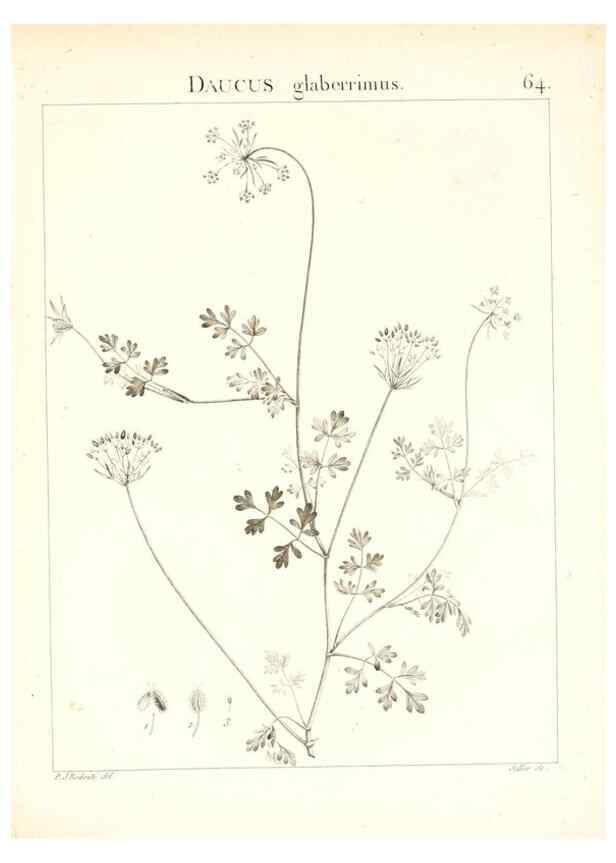 Reproducción/Reproduction 7455979946: Flora Atlantica, sive, Historia plantarum quae in Atlante, agro Tunetano et Algeriensi crescunt /. Parisiis :Apud Blanchon,1800.