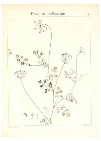 Reproducción/Reproduction 7455979946: Flora Atlantica, sive, Historia plantarum quae in Atlante, agro Tunetano et Algeriensi crescunt /. Parisiis :Apud Blanchon,1800.