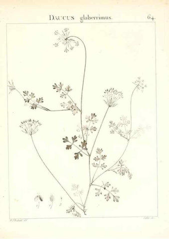 Reproducción/Reproduction 7455979946: Flora Atlantica, sive, Historia plantarum quae in Atlante, agro Tunetano et Algeriensi crescunt /. Parisiis :Apud Blanchon,1800.