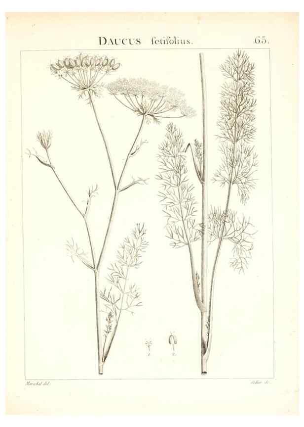 Reproducción/Reproduction 7455981212: Flora Atlantica, sive, Historia plantarum quae in Atlante, agro Tunetano et Algeriensi crescunt /. Parisiis :Apud Blanchon,1800.
