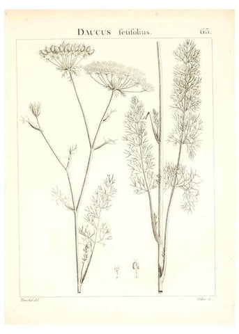 Reproducción/Reproduction 7455981212: Flora Atlantica, sive, Historia plantarum quae in Atlante, agro Tunetano et Algeriensi crescunt /. Parisiis :Apud Blanchon,1800.