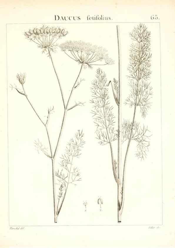 Reproducción/Reproduction 7455981212: Flora Atlantica, sive, Historia plantarum quae in Atlante, agro Tunetano et Algeriensi crescunt /. Parisiis :Apud Blanchon,1800.