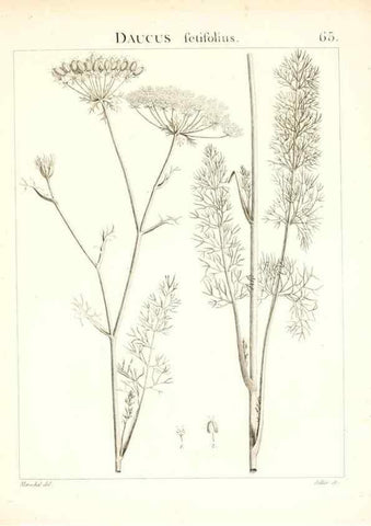 Reproducción/Reproduction 7455981212: Flora Atlantica, sive, Historia plantarum quae in Atlante, agro Tunetano et Algeriensi crescunt /. Parisiis :Apud Blanchon,1800.