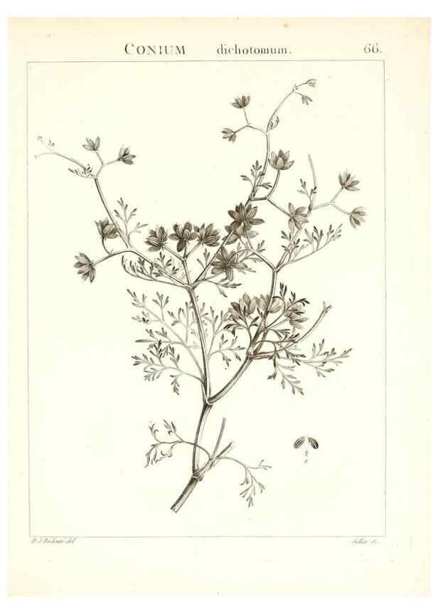 Reproducción/Reproduction 7455981850: Flora Atlantica, sive, Historia plantarum quae in Atlante, agro Tunetano et Algeriensi crescunt /. Parisiis :Apud Blanchon,1800.