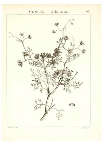 Reproducción/Reproduction 7455981850: Flora Atlantica, sive, Historia plantarum quae in Atlante, agro Tunetano et Algeriensi crescunt /. Parisiis :Apud Blanchon,1800.