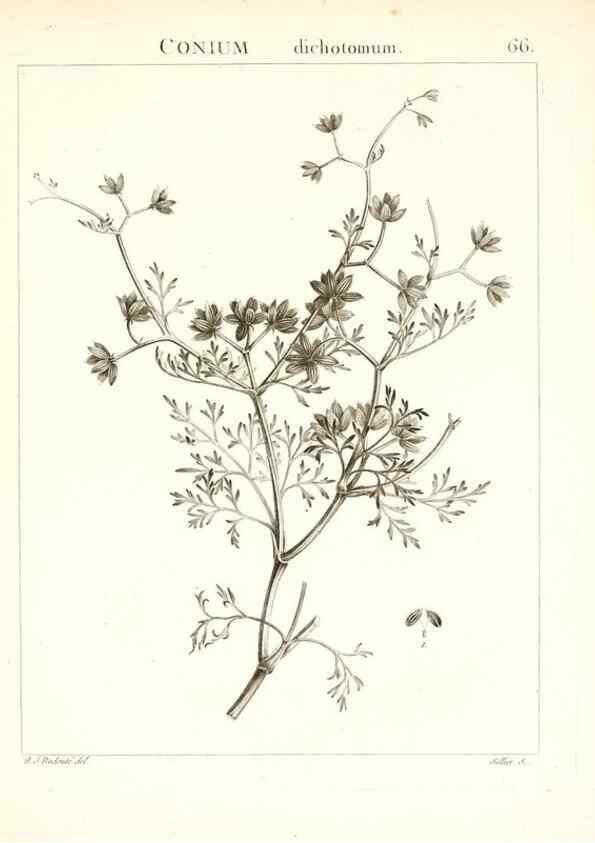 Reproducción/Reproduction 7455981850: Flora Atlantica, sive, Historia plantarum quae in Atlante, agro Tunetano et Algeriensi crescunt /. Parisiis :Apud Blanchon,1800.
