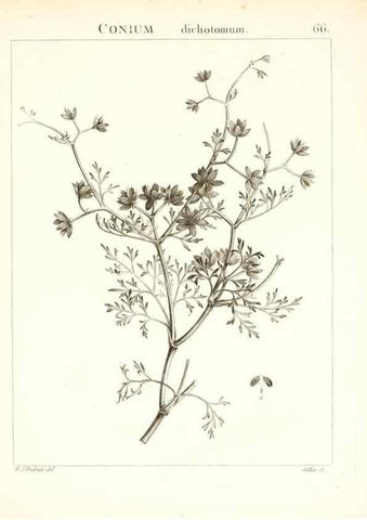 Reproducción/Reproduction 7455981850: Flora Atlantica, sive, Historia plantarum quae in Atlante, agro Tunetano et Algeriensi crescunt /. Parisiis :Apud Blanchon,1800.