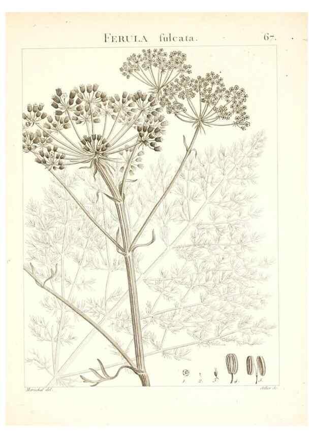 Reproducción/Reproduction 7455982904: Flora Atlantica, sive, Historia plantarum quae in Atlante, agro Tunetano et Algeriensi crescunt /. Parisiis :Apud Blanchon,1800.