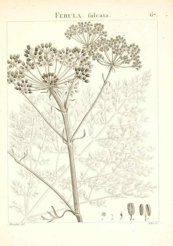 Reproducción/Reproduction 7455982904: Flora Atlantica, sive, Historia plantarum quae in Atlante, agro Tunetano et Algeriensi crescunt /. Parisiis :Apud Blanchon,1800.