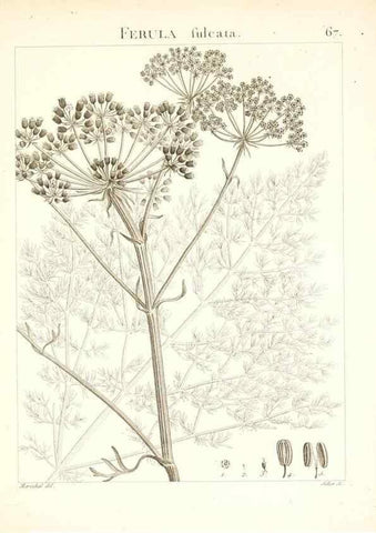 Reproducción/Reproduction 7455982904: Flora Atlantica, sive, Historia plantarum quae in Atlante, agro Tunetano et Algeriensi crescunt /. Parisiis :Apud Blanchon,1800.