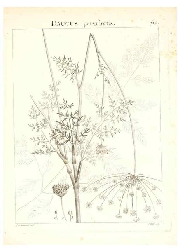 Reproducción/Reproduction 7455976502: Flora Atlantica, sive, Historia plantarum quae in Atlante, agro Tunetano et Algeriensi crescunt /. Parisiis :Apud Blanchon,1800.