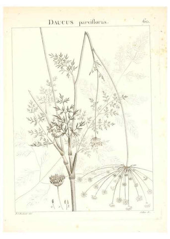 Reproducción/Reproduction 7455976502: Flora Atlantica, sive, Historia plantarum quae in Atlante, agro Tunetano et Algeriensi crescunt /. Parisiis :Apud Blanchon,1800.