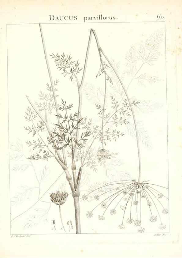 Reproducción/Reproduction 7455976502: Flora Atlantica, sive, Historia plantarum quae in Atlante, agro Tunetano et Algeriensi crescunt /. Parisiis :Apud Blanchon,1800.