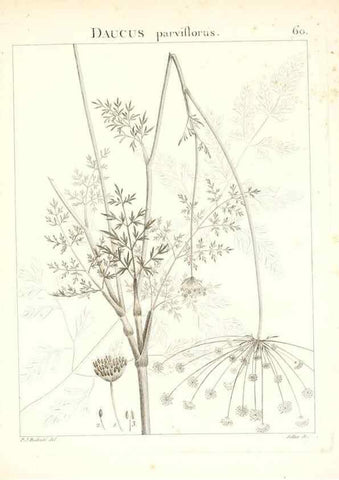 Reproducción/Reproduction 7455976502: Flora Atlantica, sive, Historia plantarum quae in Atlante, agro Tunetano et Algeriensi crescunt /. Parisiis :Apud Blanchon,1800.