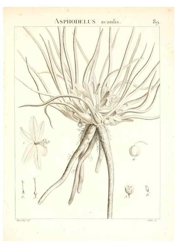 Reproducción/Reproduction 7456005872: Flora Atlantica, sive, Historia plantarum quae in Atlante, agro Tunetano et Algeriensi crescunt /. Parisiis :Apud Blanchon,1800.