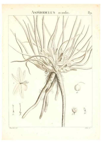 Reproducción/Reproduction 7456005872: Flora Atlantica, sive, Historia plantarum quae in Atlante, agro Tunetano et Algeriensi crescunt /. Parisiis :Apud Blanchon,1800.