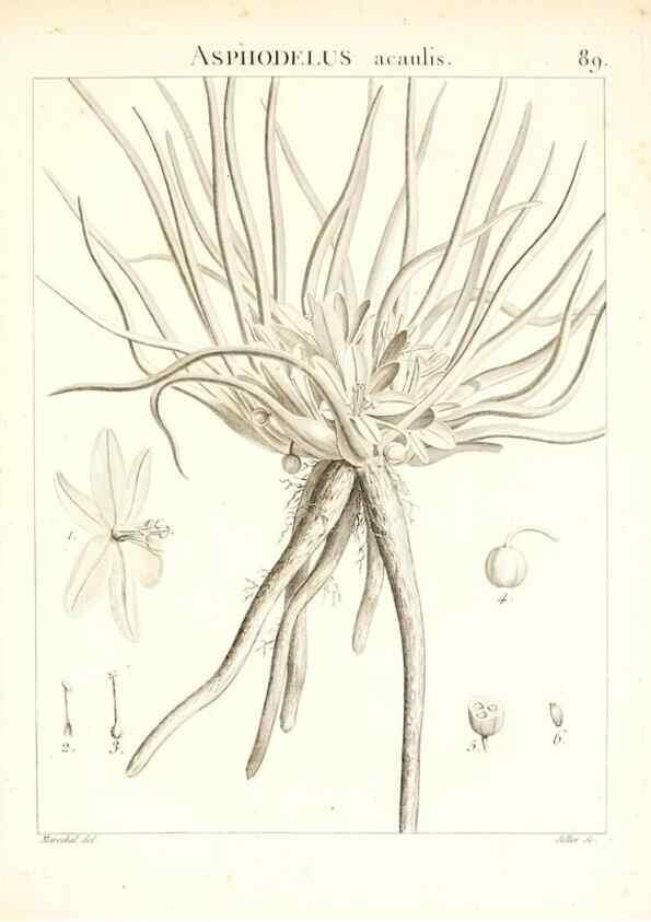 Reproducción/Reproduction 7456005872: Flora Atlantica, sive, Historia plantarum quae in Atlante, agro Tunetano et Algeriensi crescunt /. Parisiis :Apud Blanchon,1800.