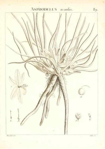 Reproducción/Reproduction 7456005872: Flora Atlantica, sive, Historia plantarum quae in Atlante, agro Tunetano et Algeriensi crescunt /. Parisiis :Apud Blanchon,1800.