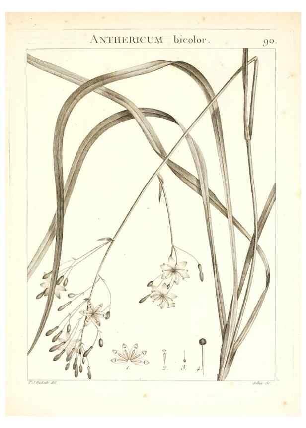 Reproducción/Reproduction 7456006886: Flora Atlantica, sive, Historia plantarum quae in Atlante, agro Tunetano et Algeriensi crescunt /. Parisiis :Apud Blanchon,1800.