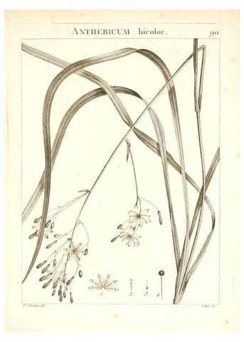 Reproducción/Reproduction 7456006886: Flora Atlantica, sive, Historia plantarum quae in Atlante, agro Tunetano et Algeriensi crescunt /. Parisiis :Apud Blanchon,1800.