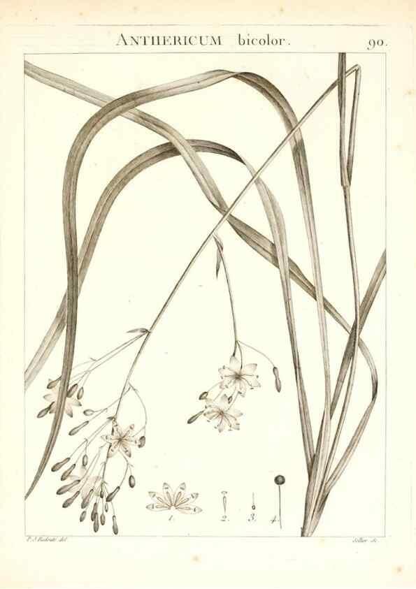 Reproducción/Reproduction 7456006886: Flora Atlantica, sive, Historia plantarum quae in Atlante, agro Tunetano et Algeriensi crescunt /. Parisiis :Apud Blanchon,1800.