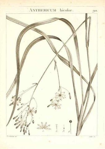 Reproducción/Reproduction 7456006886: Flora Atlantica, sive, Historia plantarum quae in Atlante, agro Tunetano et Algeriensi crescunt /. Parisiis :Apud Blanchon,1800.