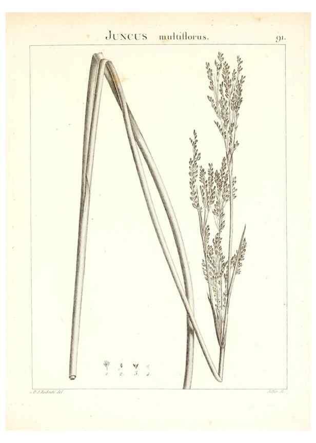Reproducción/Reproduction 7456007562: Flora Atlantica, sive, Historia plantarum quae in Atlante, agro Tunetano et Algeriensi crescunt /. Parisiis :Apud Blanchon,1800.