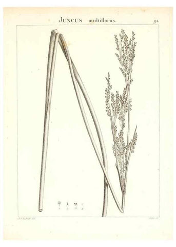 Reproducción/Reproduction 7456007562: Flora Atlantica, sive, Historia plantarum quae in Atlante, agro Tunetano et Algeriensi crescunt /. Parisiis :Apud Blanchon,1800.