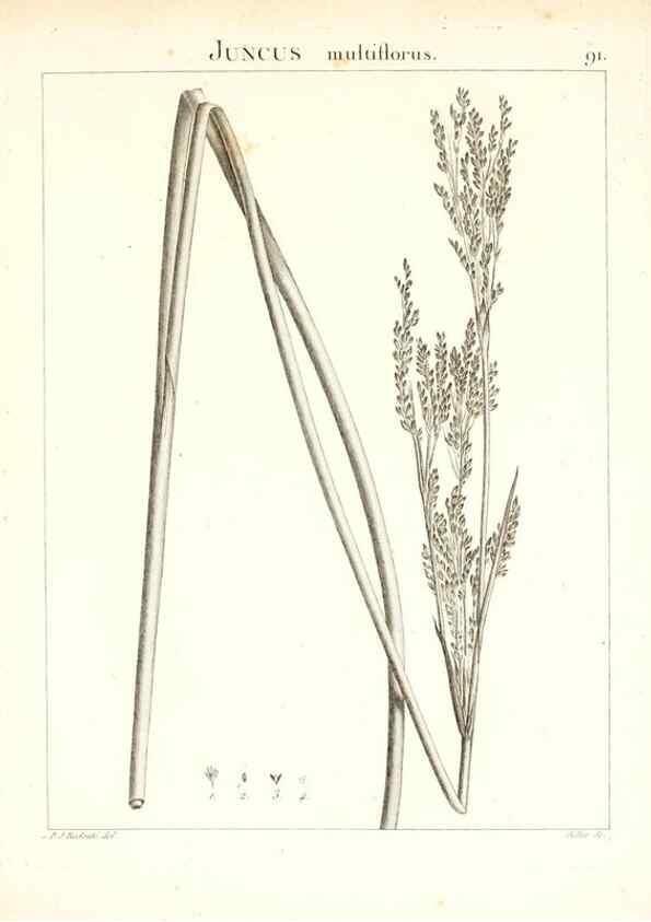 Reproducción/Reproduction 7456007562: Flora Atlantica, sive, Historia plantarum quae in Atlante, agro Tunetano et Algeriensi crescunt /. Parisiis :Apud Blanchon,1800.