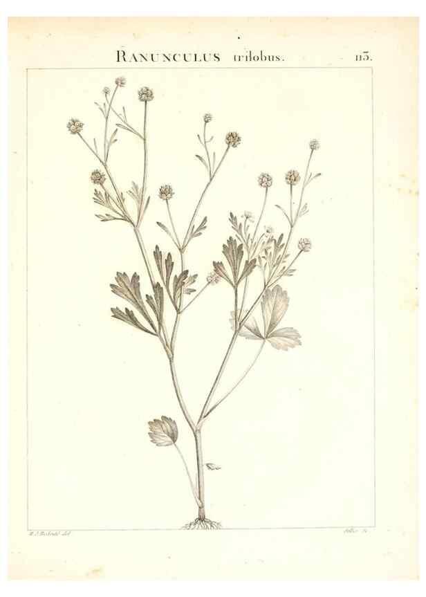 Reproducción/Reproduction 7456027756: Flora Atlantica, sive, Historia plantarum quae in Atlante, agro Tunetano et Algeriensi crescunt /. Parisiis :Apud Blanchon,1800.