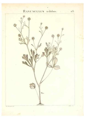 Reproducción/Reproduction 7456027756: Flora Atlantica, sive, Historia plantarum quae in Atlante, agro Tunetano et Algeriensi crescunt /. Parisiis :Apud Blanchon,1800.