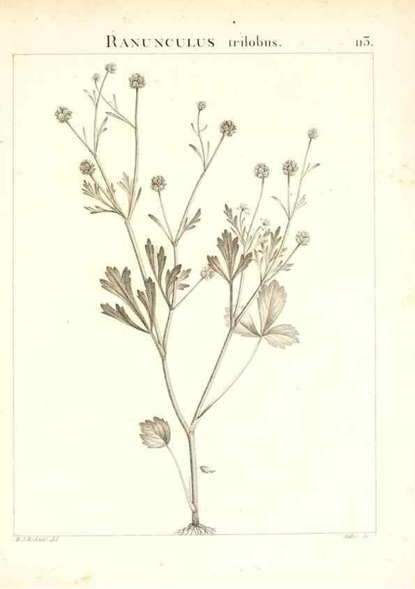 Reproducción/Reproduction 7456027756: Flora Atlantica, sive, Historia plantarum quae in Atlante, agro Tunetano et Algeriensi crescunt /. Parisiis :Apud Blanchon,1800.